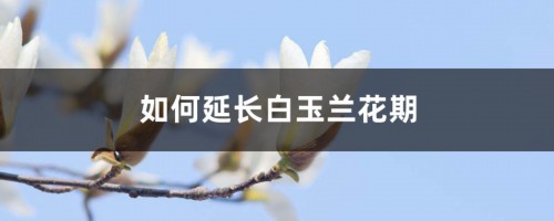 如何延长白玉兰花期