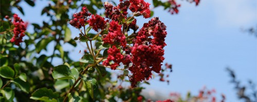 淄博适合养什么花，市花和市树是什么