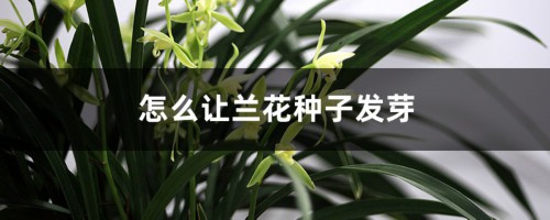 兰花怎样授粉，怎么让兰花种子发芽