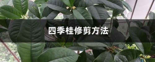 四季桂修剪方法