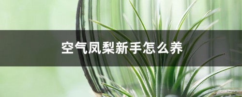 空气凤梨新手怎么养